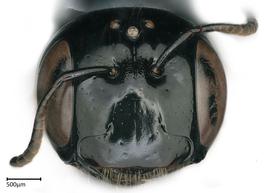   Ceratina aloes , female face. photo: Brooke Bagot 
